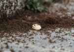 Ant Exterminator Las Vegas