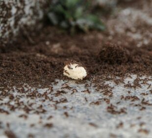 Ant Exterminator Las Vegas