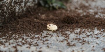 Ant Exterminator Las Vegas