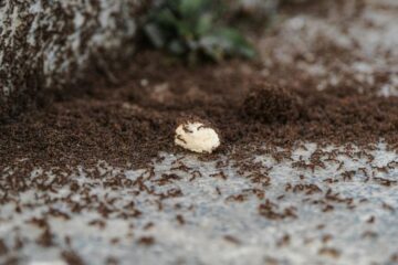 Ant Exterminator Las Vegas