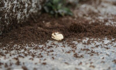 Ant Exterminator Las Vegas