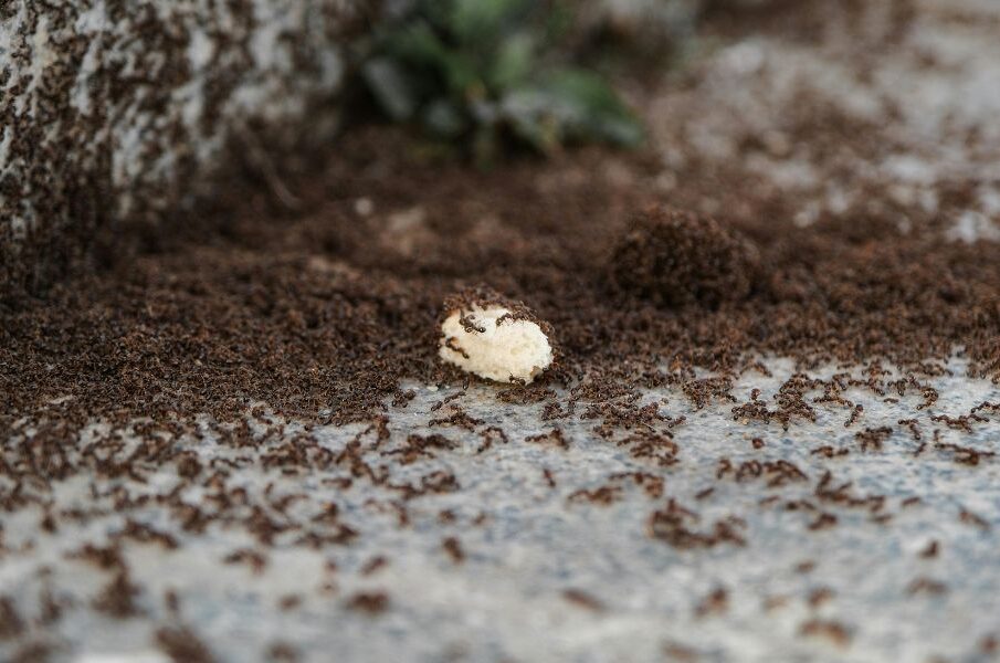 Ant Exterminator Las Vegas